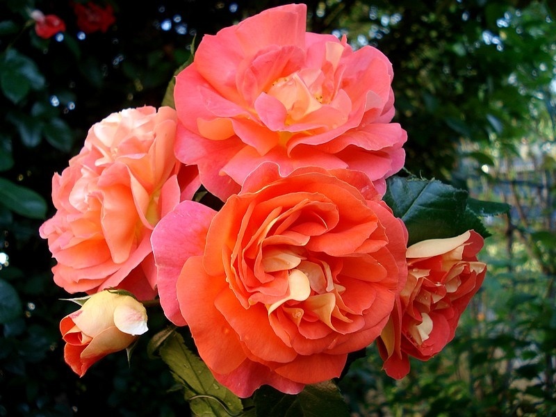 'Joli Tambour' rose photo