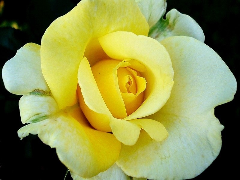 'Aperitif ® (hybrid tea, McGredy 1988)' rose, click to enlarge 'Aperitif ® (hybrid tea, McGredy 1988)' rose photo