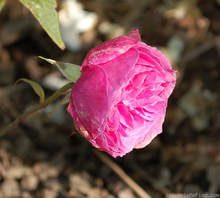 'Countess Mary of Ilchester' rose photo