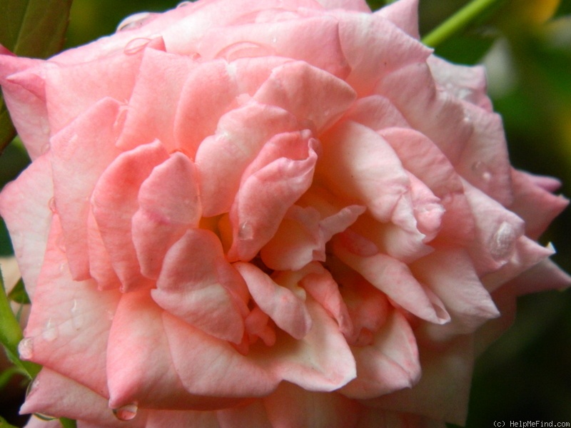 'Pink Petticoat (miniature, Strawn, 1979)' rose photo