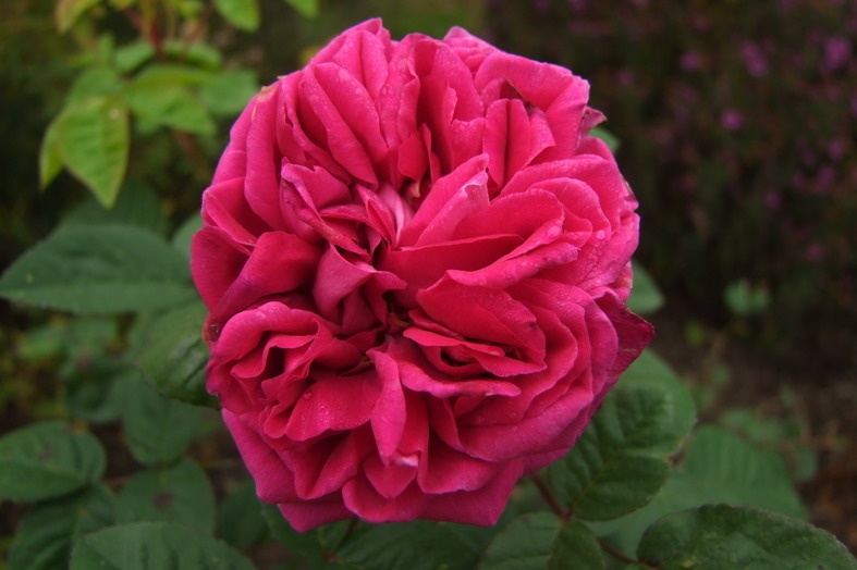 'Maurice Lepelletier' rose photo