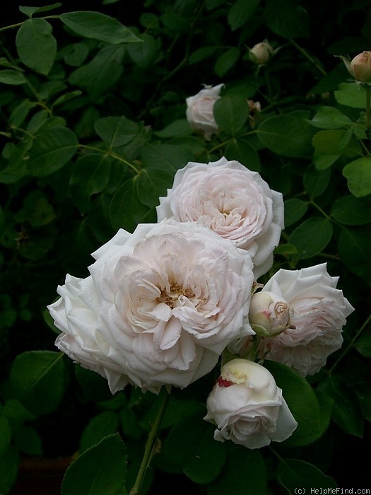 'Elisa Boëlle' rose photo