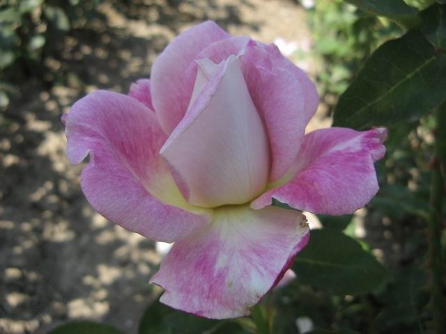 'Viola (hybrid tea, Gaujard, 1955)' rose photo