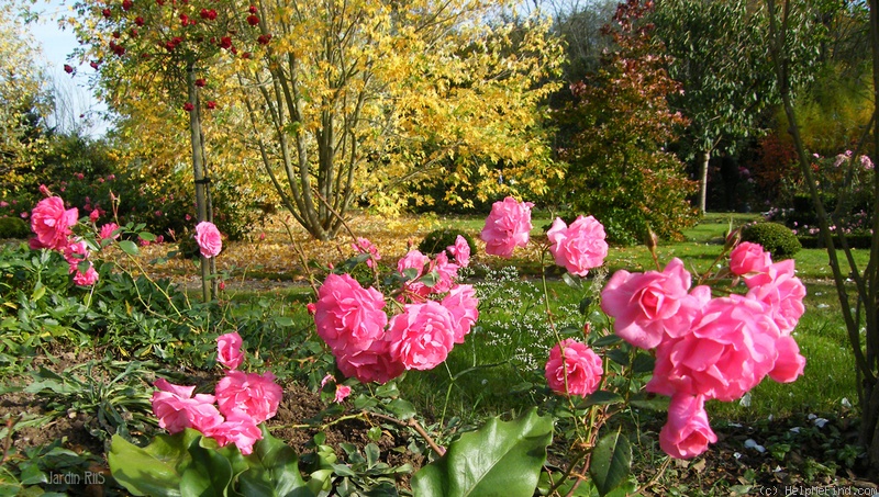 'Bonapart' rose photo