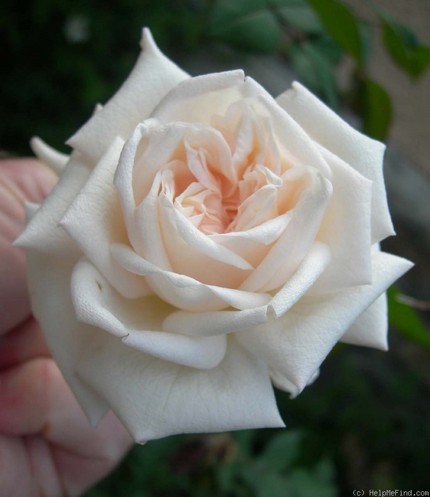 'Remembering Cochet' rose photo