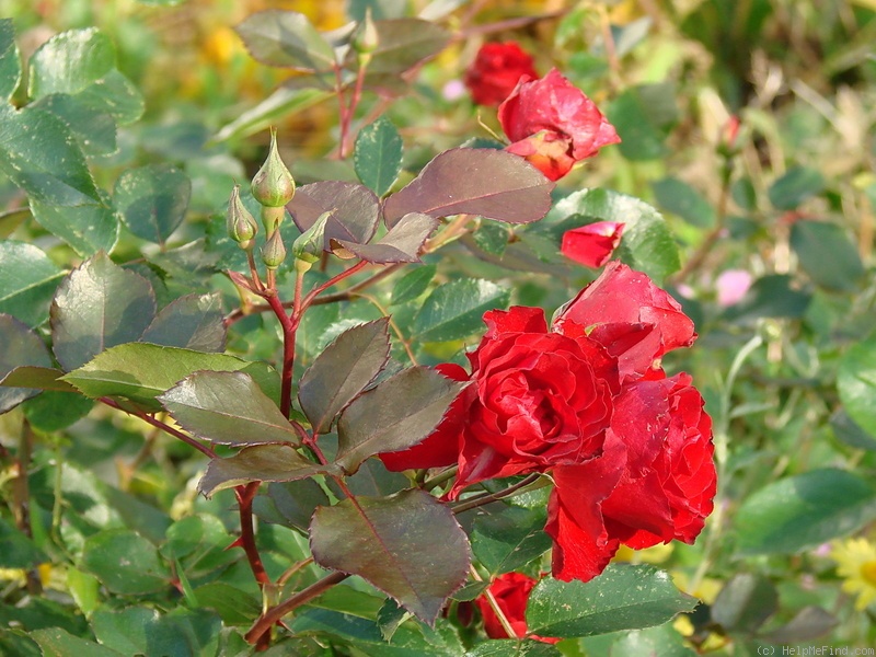 'Royal Show (shrub, Meilland 1983)' rose photo