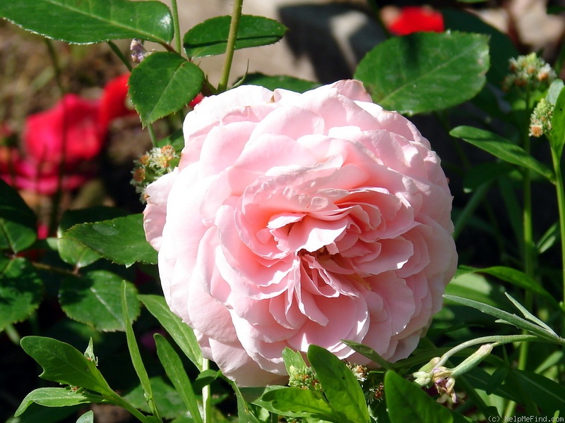 'Rossetti Rose' rose photo