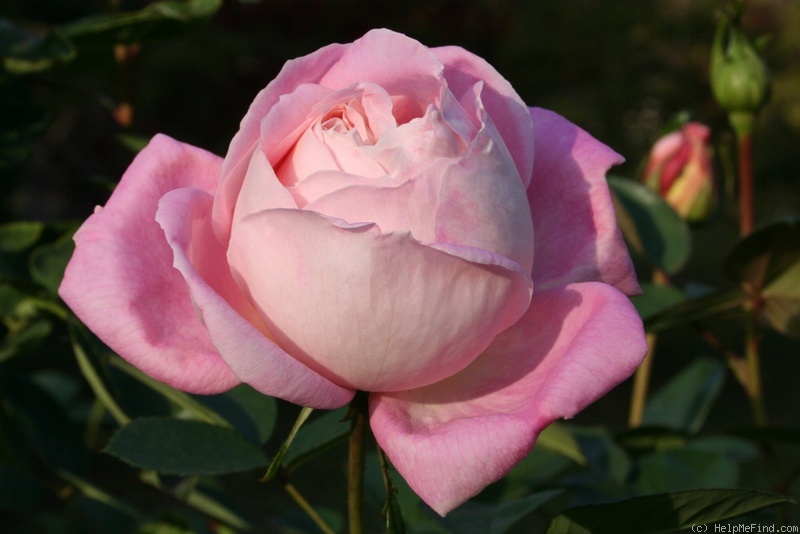 'Amazing Grace ™ (hybrid tea, Cocker, 1990)' rose photo