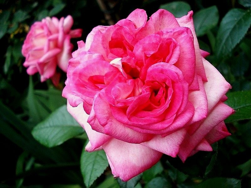 'Pascal Sevran ®' rose photo