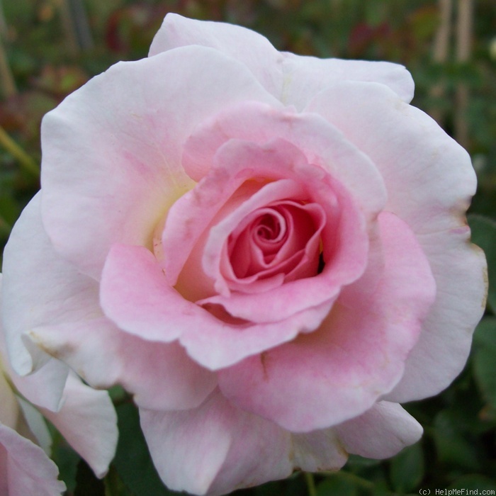 'Brindabella Pink Bouquet' rose photo