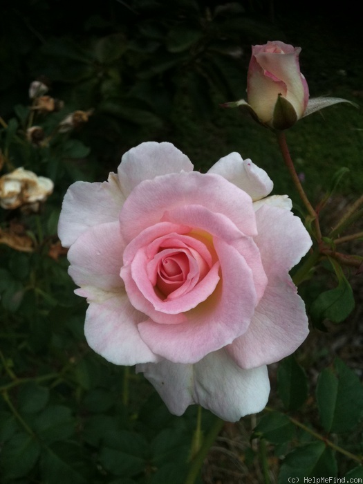 'Brindabella Pink Bouquet' rose photo