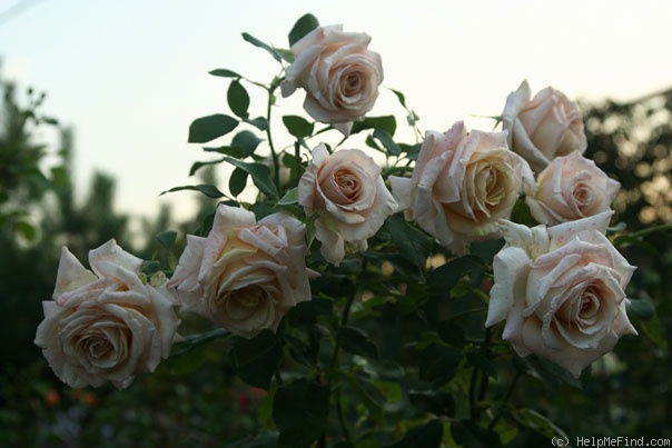 'Crème Caramel (hybrid tea, Fryer 2008)' rose photo