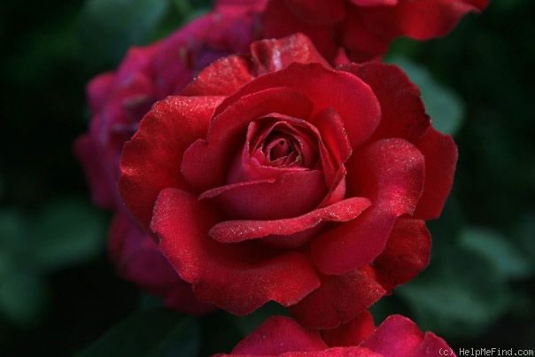 'Passion (grandiflora, Gaujard, 1950)' rose photo