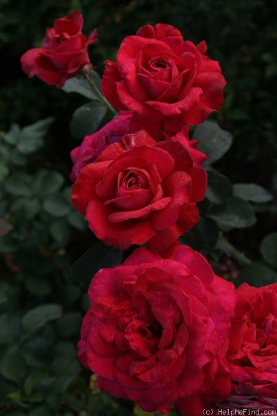 'Passion (grandiflora, Gaujard, 1950)' rose photo