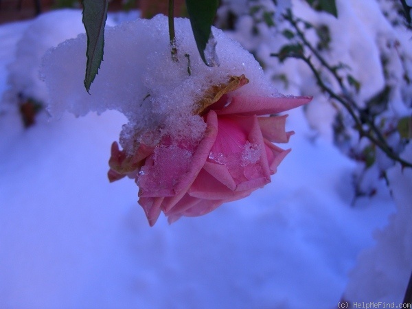 'Blossomtime (Large Flowered Climber, O'Neal, 1951)' rose photo