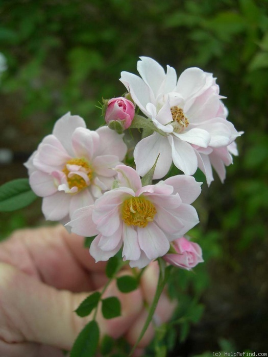 'Morsoul' rose photo