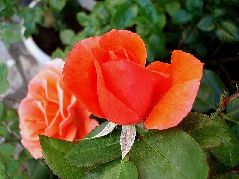 'Candelabra ™' rose photo