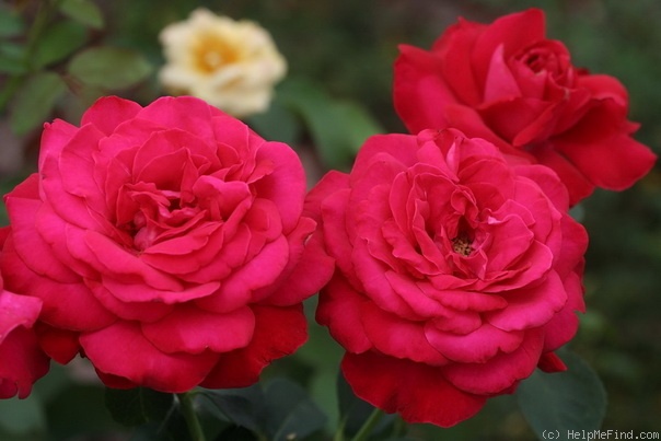 'Passion (grandiflora, Gaujard, 1950)' rose photo