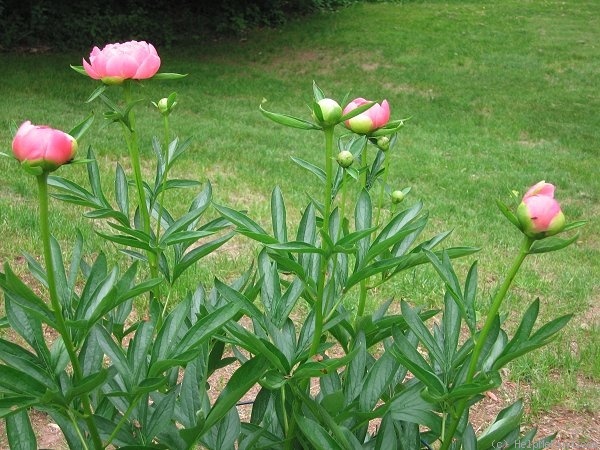 'Coral Supreme' peony photo