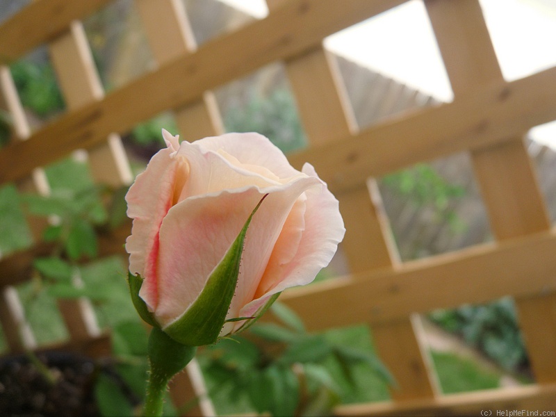 'Angela Merici (Hybrid Tea, Lens, 1962)' rose photo