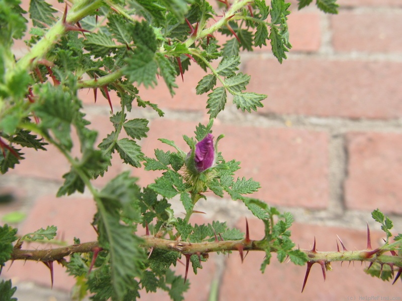 'R. minutifolia' rose photo