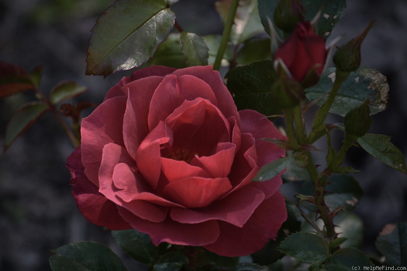 'Hot Chocolate (floribunda, Simpson, 1986)' rose photo