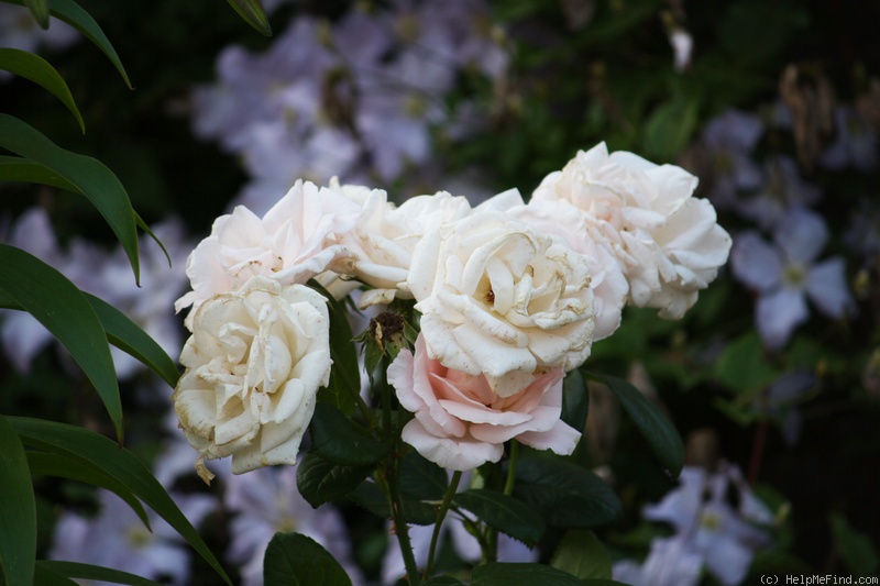 'Everest Double Fragrance (floribunda, Beales 1975)' rose, click to enlarge 'Everest Double Fragrance (floribunda, Beales 1975)' rose photo