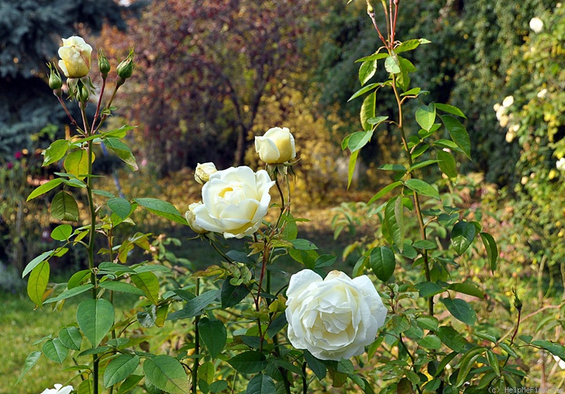 'Countess of Wessex' rose photo