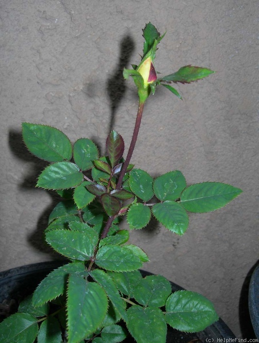 'BR5-04 (Peter Harris)' rose photo