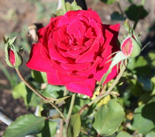 'Lubra' rose photo