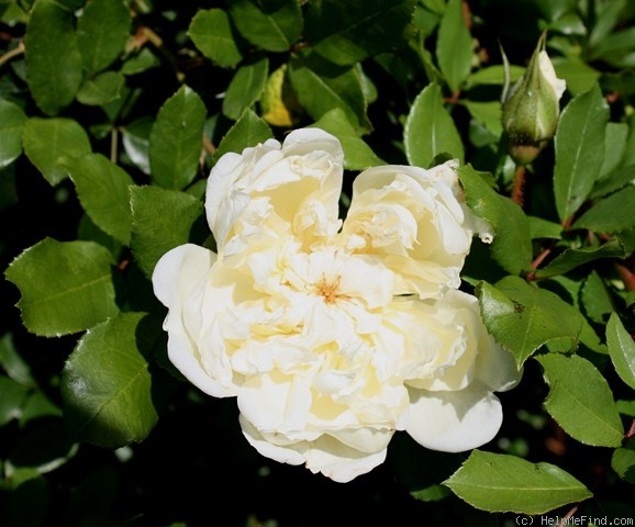 'Marie Leonida' rose photo