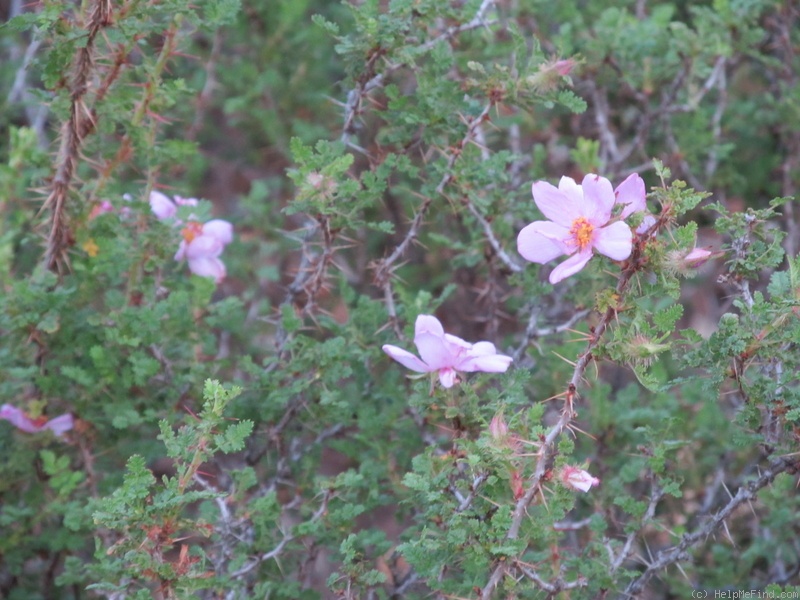 'R. minutifolia' rose photo