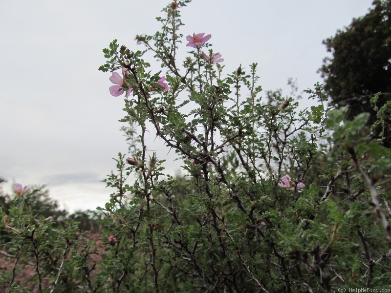 'R. minutifolia' rose photo