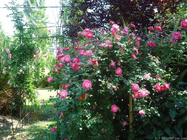 'Magic Meidiland ®' rose photo