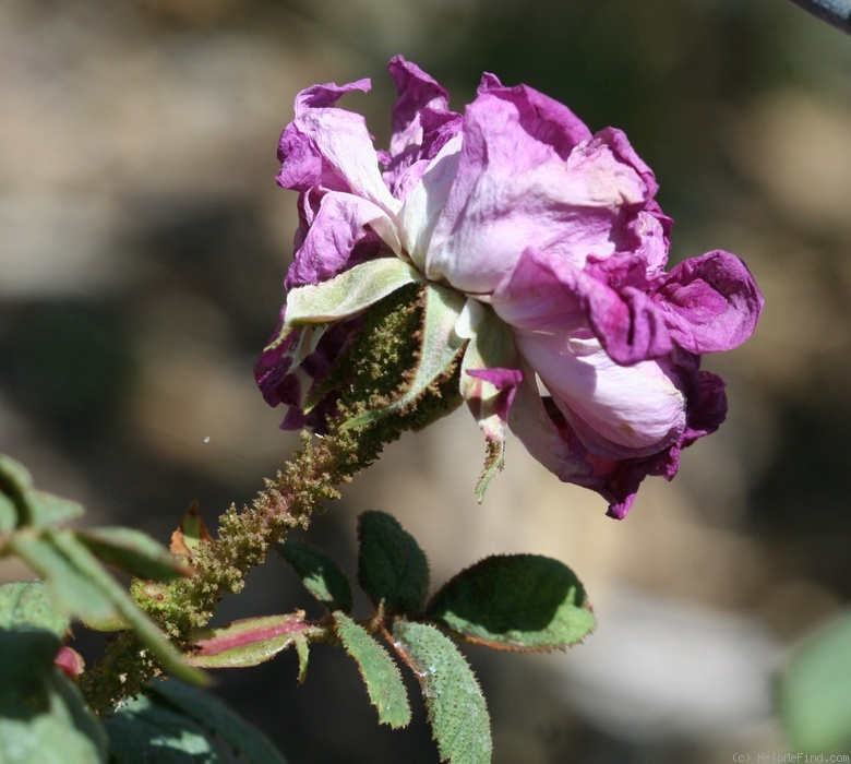 'Moussu du Japon' rose photo