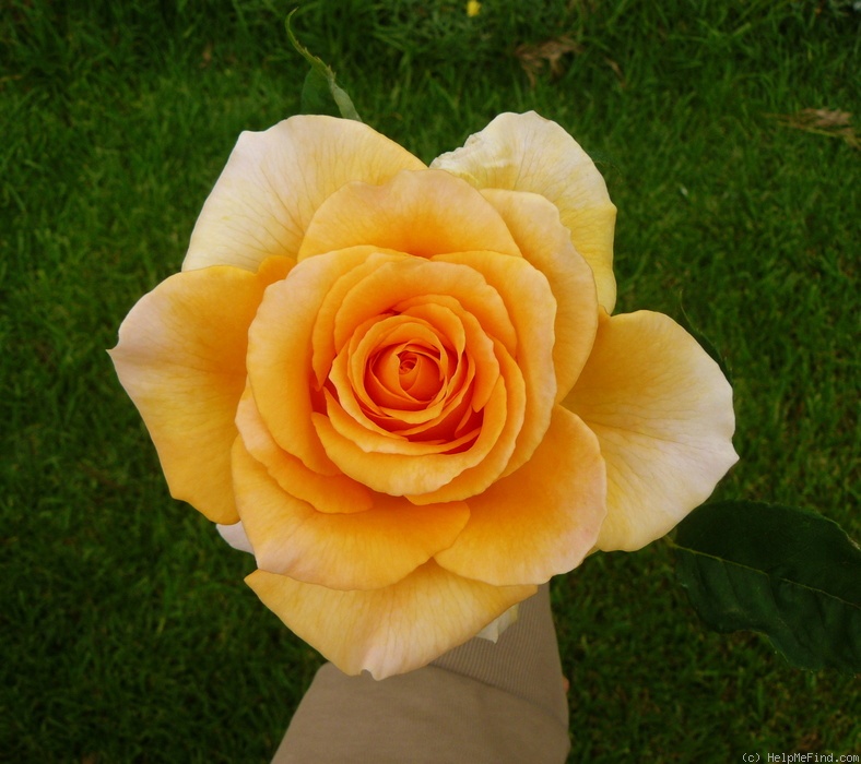 'Solero ® (florists rose, Kordes, 2005)' rose photo