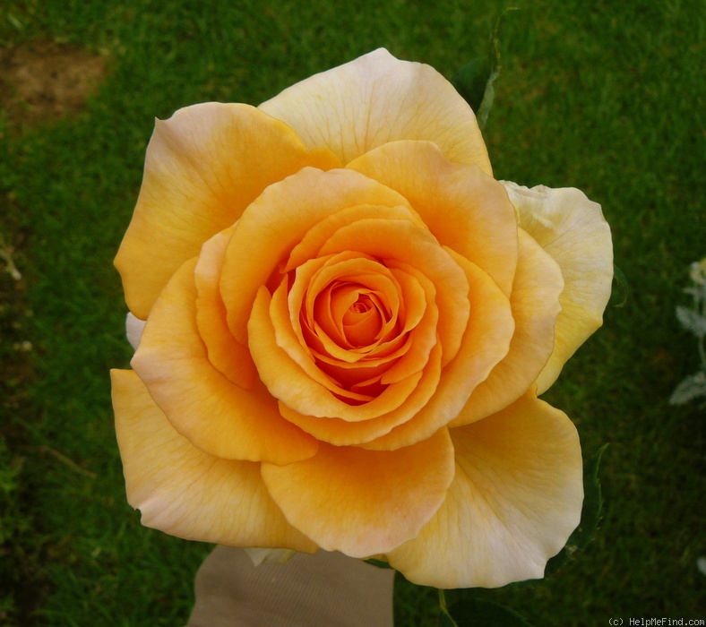 'Solero ® (florists rose, Kordes, 2005)' rose photo