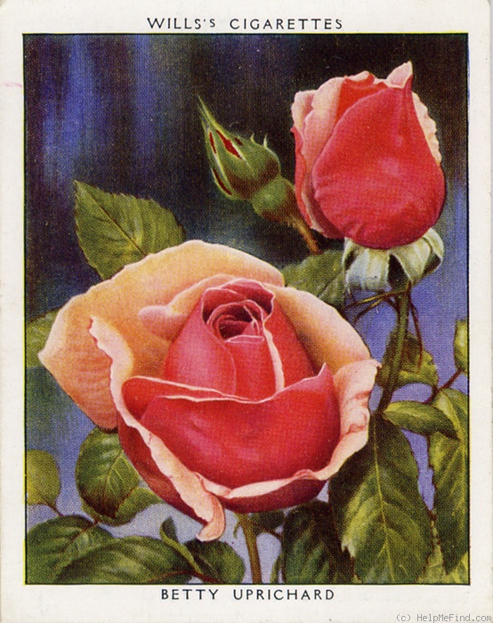 'Betty Uprichard' rose photo
