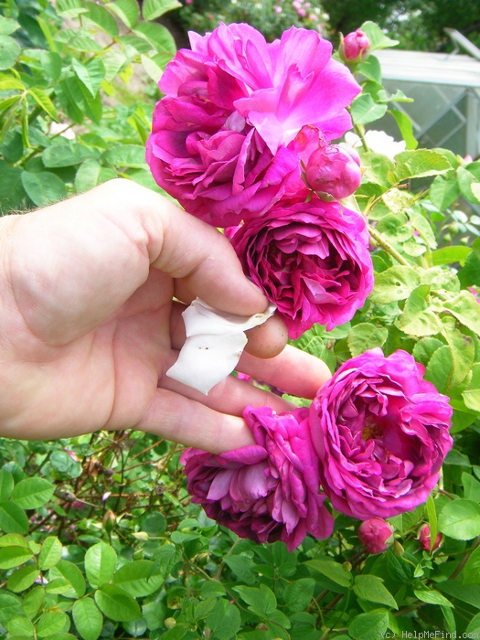 'Great Western (hybrid bourbon, Laffay 1838)' rose photo