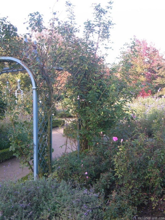 'Uetersener Klosterrose ®' rose, click to enlarge 'Uetersener Klosterrose ®' rose photo