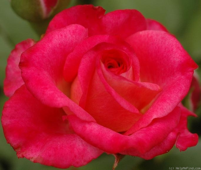 'Pink Flamenco (miniature, Bernadella 2011)' rose photo