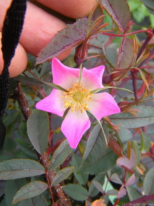 'R. glauca' rose photo