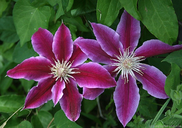 'Doctor Ruppel' clematis photo