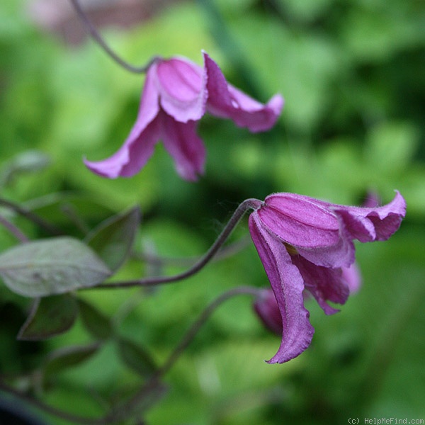 'Medley' clematis photo