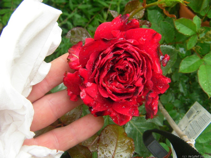'Gustav Mahler Rose (hybrid tea, Evers/Tantau, 2010)' rose photo