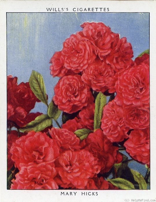 'Mary Hicks' rose photo