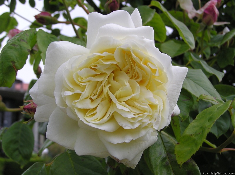 'Gloire de Dijon (Tea Noisette, Jacotot 1850)' rose photo