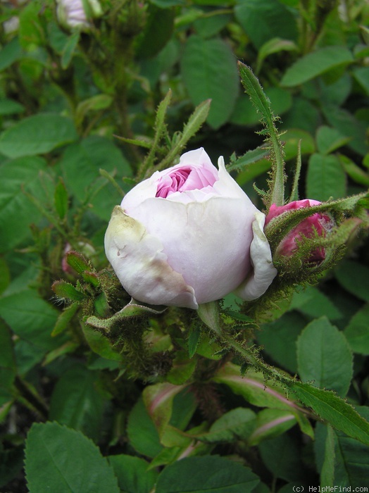 'Soupert et Notting' rose photo