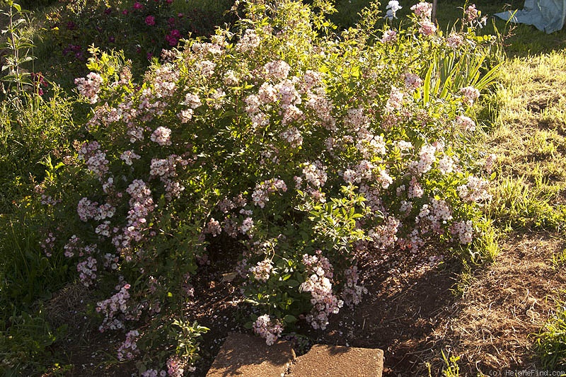 'Sweet Flora' rose photo