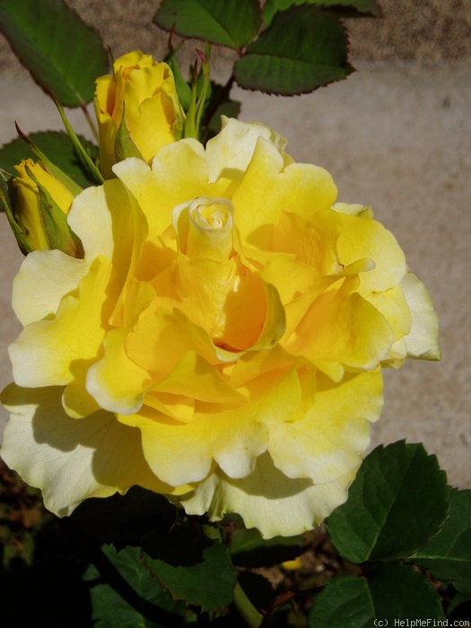 'JACel' rose photo